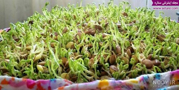 طرز تهیه سبزه عید با عدس نکاتی که حتما باید رعایت کنید