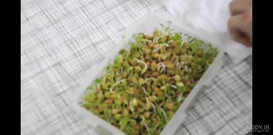 طرز تهیه سبزه ماش برای عید نوروز (آموزش کامل) طرز تهیه سبزه ماش برای عید نوروز (آموزش کامل)