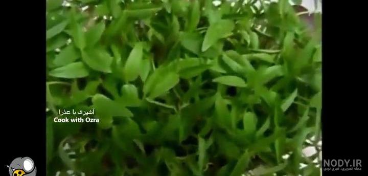 طرز تهیه سبزه ماش برای عید نوروز (آموزش کامل) طرز تهیه سبزه ماش برای عید نوروز (آموزش کامل)
