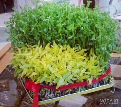 طرز تهیه سبزه ماش برای عید نوروز (آموزش کامل) طرز تهیه سبزه ماش برای عید نوروز (آموزش کامل)