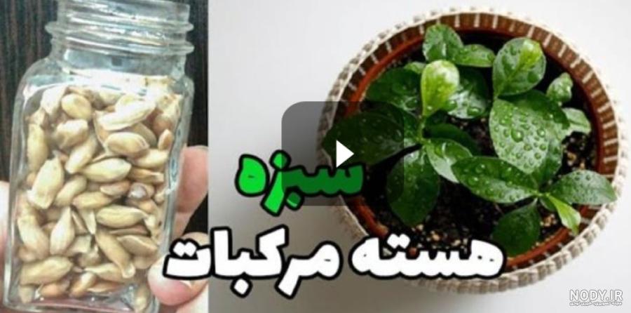طرز تهیه سبزه پرتقال | کاشت هسته پرتقال یا لیمو برای سبزه عید