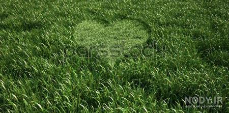عکس از چمن زار