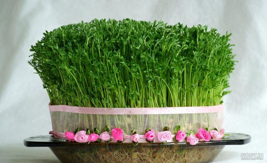 عکس سبزه با ماش عکس سبزه با ماش
