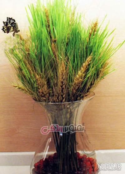 عکس سبزه خوشه گندم