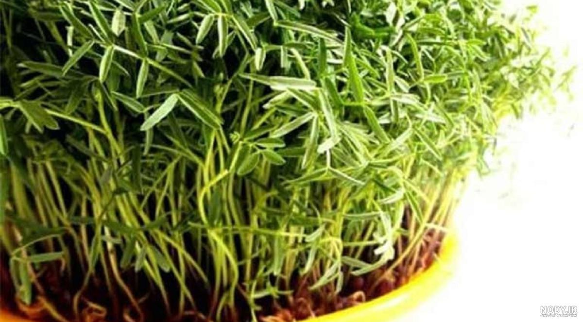 عکس سبزه عید با ماش عکس سبزه عید با ماش