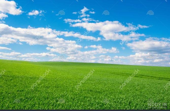 قاب مدیا | عکس زمینه گوشی با کیفیت بافت چمن , سبزه , سبز
