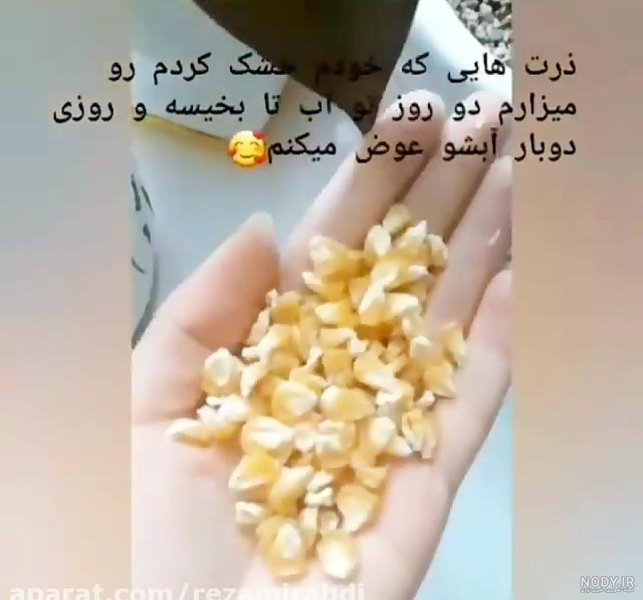 نحوه کاشت سبزه ذرت به دو روش آسان نحوه کاشت سبزه ذرت به دو روش آسان