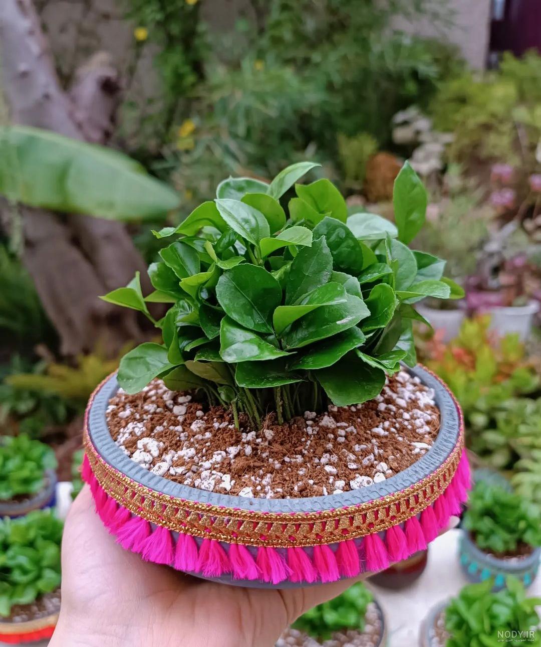 نوروز 1401 با کاشت سبزه هسته خرما برای 7 سین + تصویر | خرماپدیا