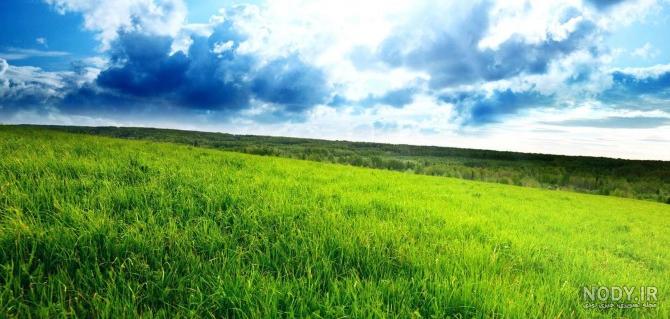گل و سبزه دوربری شده png- عکس دوربری شذه از سبزه زار- چمن دوربری ...