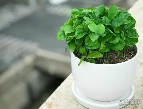 3 آموزش کاشت سبزه هسته نارنج در خاک، آب و با پوست | مجله کوروش