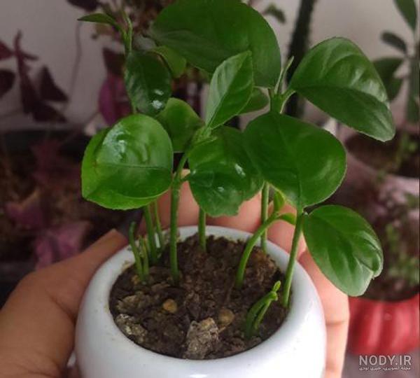 3 آموزش کاشت سبزه هسته نارنج در خاک، آب و با پوست | مجله کوروش