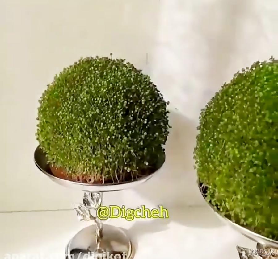آموزش سبزه انداختن با هسته پرتقال برای نوروز 97 + عکس - وهاران