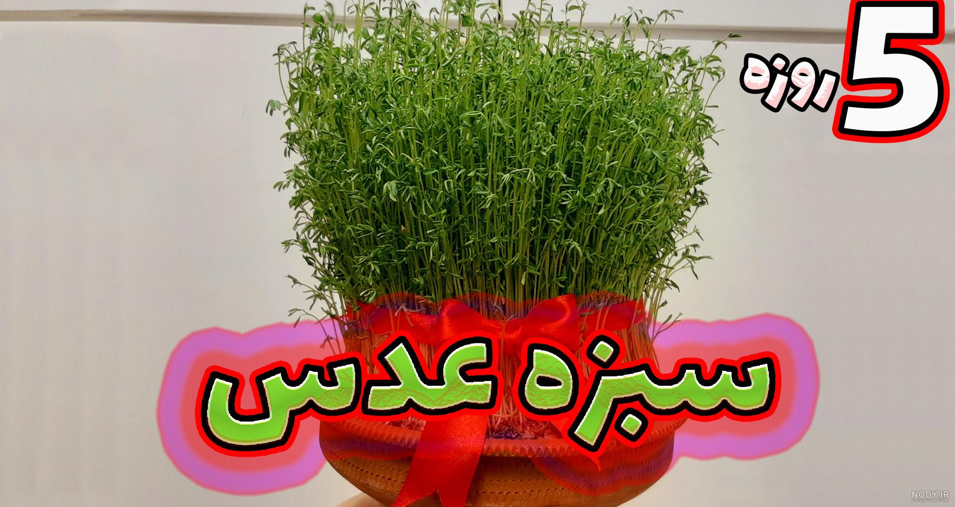 آموزش سبزه عید آموزش سبزه عید