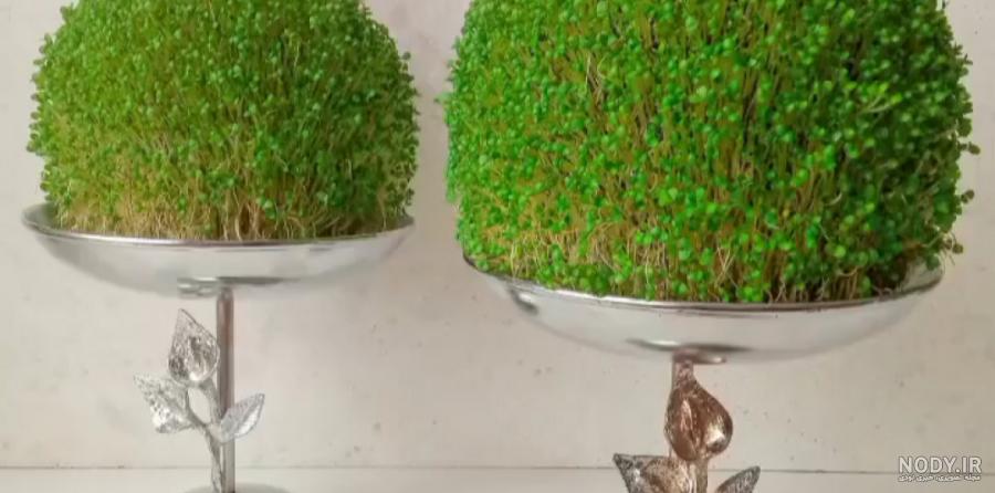آموزش قدم به قدم كاشت سبزه هفت سين نوروز + تصاوير