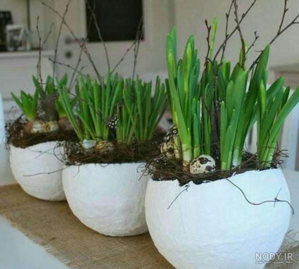 راهنمای کامل کاشت انواع سبزه عید (معرفی بذرها و روش کاشت و نگهداری ...