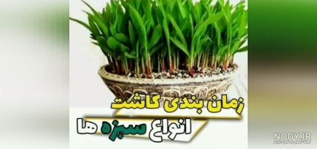 ساخت سبزه به شکل درختچه بامزه ساخت سبزه به شکل درختچه بامزه