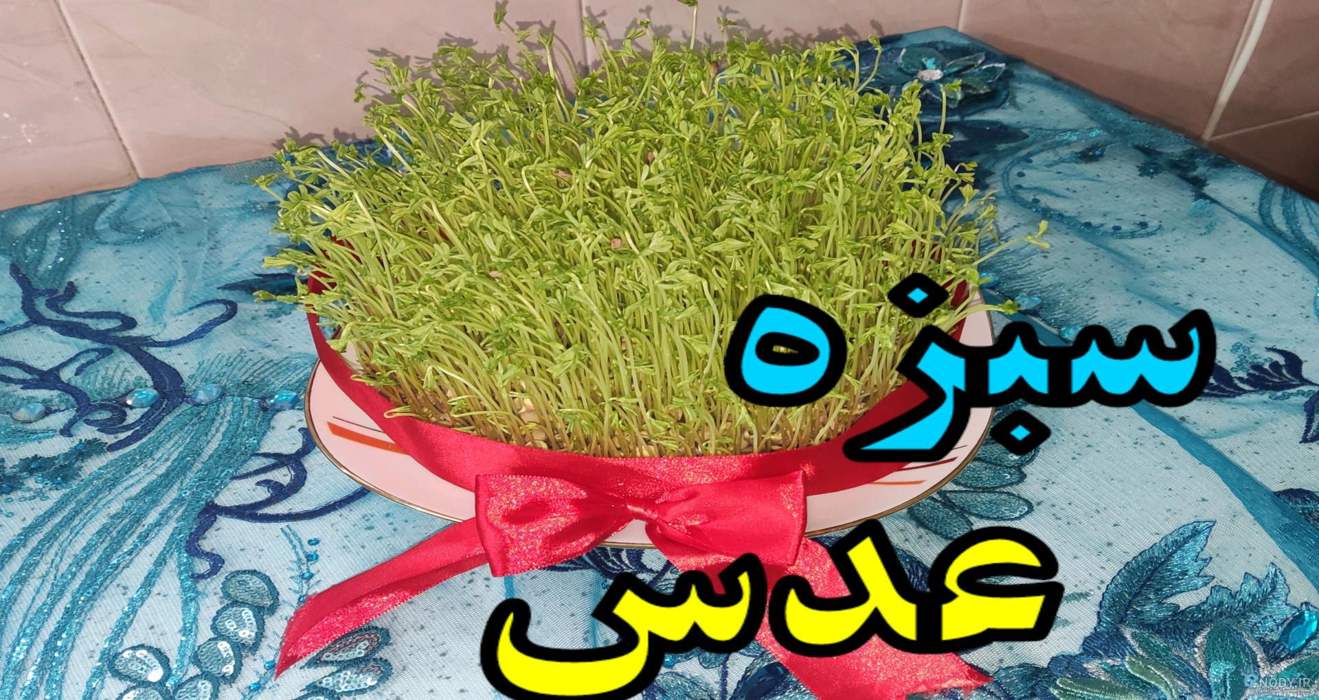 ساخت سبزه به شکل درختچه بامزه ساخت سبزه به شکل درختچه بامزه