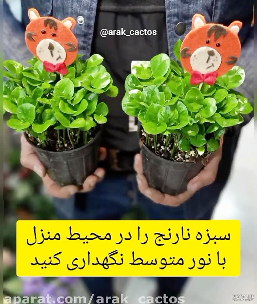 صفر تا صد کاشت سبزه عید نوروز با هسته پرتقال صفر تا صد کاشت سبزه عید نوروز با هسته پرتقال