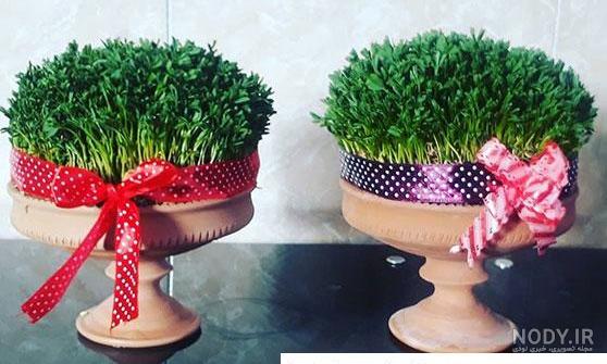 طرز تهیه سبزه نارنج برای عید با هسته نارنج + عکس مراحل و زمان کاشت ...