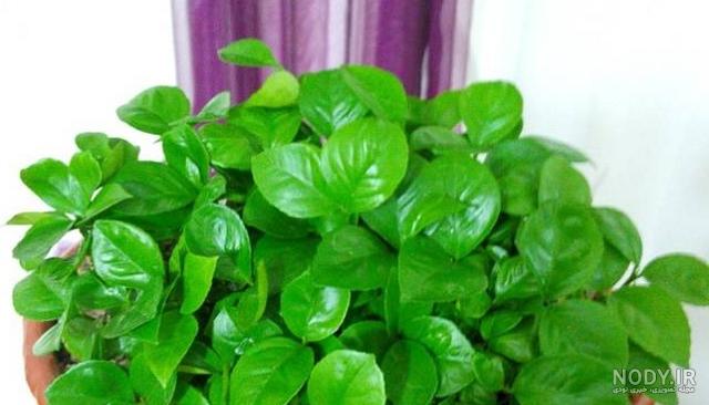 طرز تهیه سبزه هسته نارنج (Brunette)😍 ساده و خوشمزه توسط ...