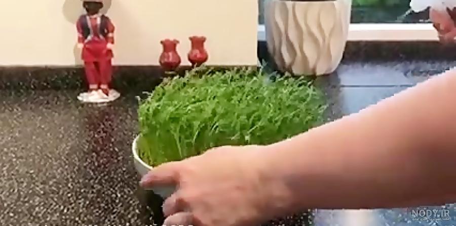 طرز درست کردن سبزه عید با هسته پرتقال لیمو و نارنج طرز درست کردن سبزه عید با هسته پرتقال لیمو و نارنج