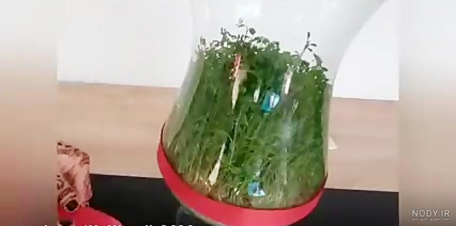 طرز درست کردن سبزه عید با هسته پرتقال لیمو و نارنج طرز درست کردن سبزه عید با هسته پرتقال لیمو و نارنج