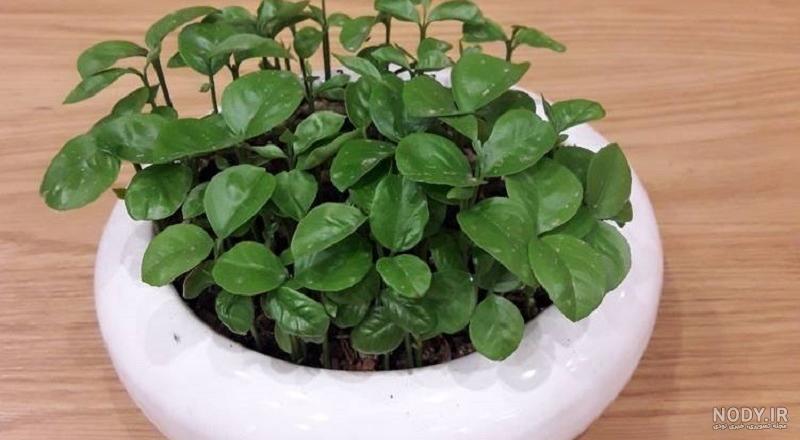 طرز کاشتن سبزه عید با هسته نارنج + عکس - زیبامون