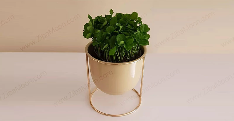 عکس سبزه نارنج برای عید