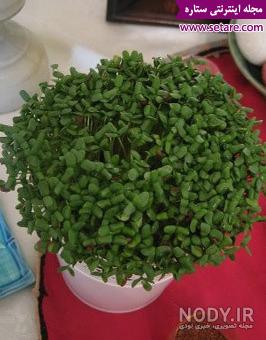 عکس سبزه کنجد سیاه