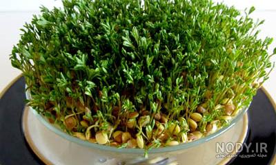 عکس سبزه گاودانه ، سبزه عید پر و زیبا | حیاط خلوت