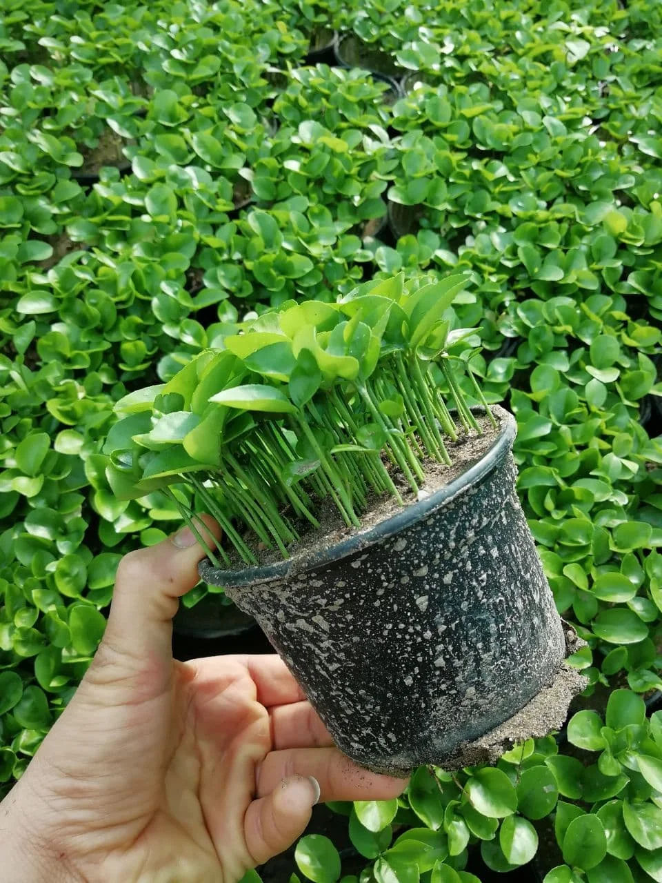 عکس سبزه ی نارنج