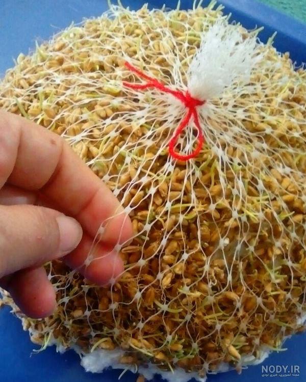 گاودانه (کرسنه / کوروشنه) چیست؟ + 11 خاصیت اعجاب انگیز!