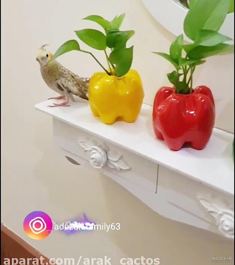 ۹ مرحله برای کاشت سبزه با هسته پرتقال در منزل ۹ مرحله برای کاشت سبزه با هسته پرتقال در منزل
