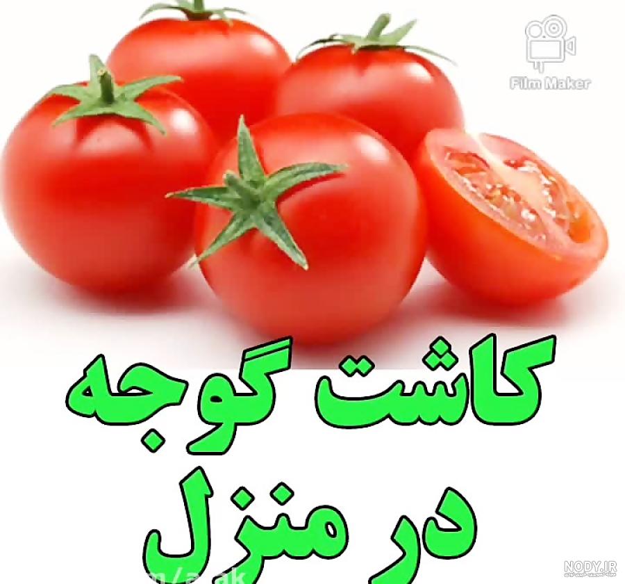 ۹ مرحله برای کاشت سبزه با هسته پرتقال در منزل ۹ مرحله برای کاشت سبزه با هسته پرتقال در منزل
