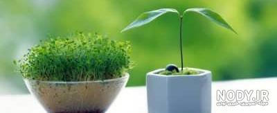 arga-mag.com/file/img/2020/01/Planting-bean-sprout... arga-mag.com/file/img/2020/01/Planting-bean-sprout...
