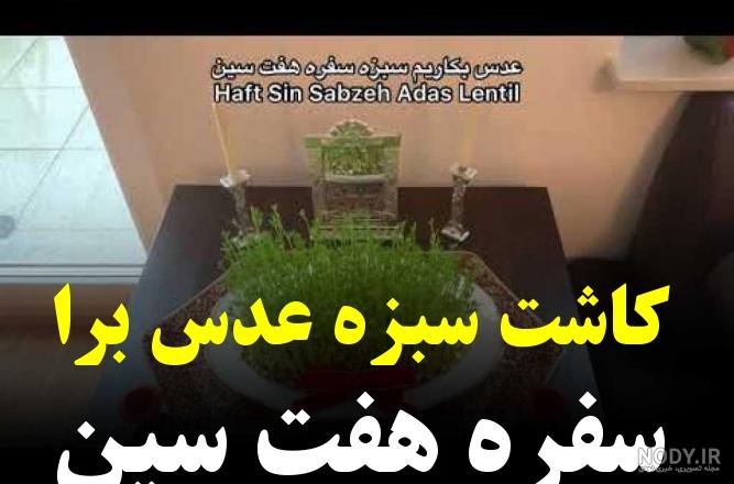 آموزش کاشت سبزه عید با لوبیا چشم بلبلی بسیار متفاوت و زیبا آموزش کاشت سبزه عید با لوبیا چشم بلبلی بسیار متفاوت و زیبا