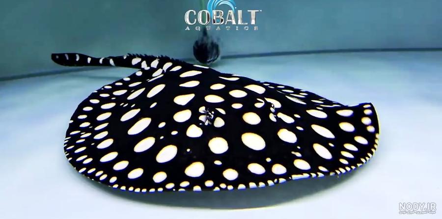 www.aquaticshouse.com/objects_files/6464/a2506.jpg
