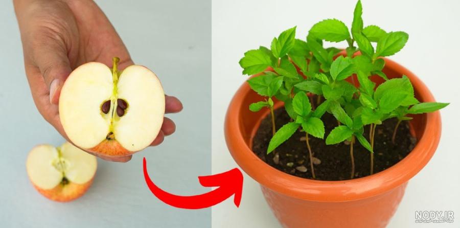 آموزش کاشت هسته سیب در گلدان و سبزه هسته سیب - ستاره