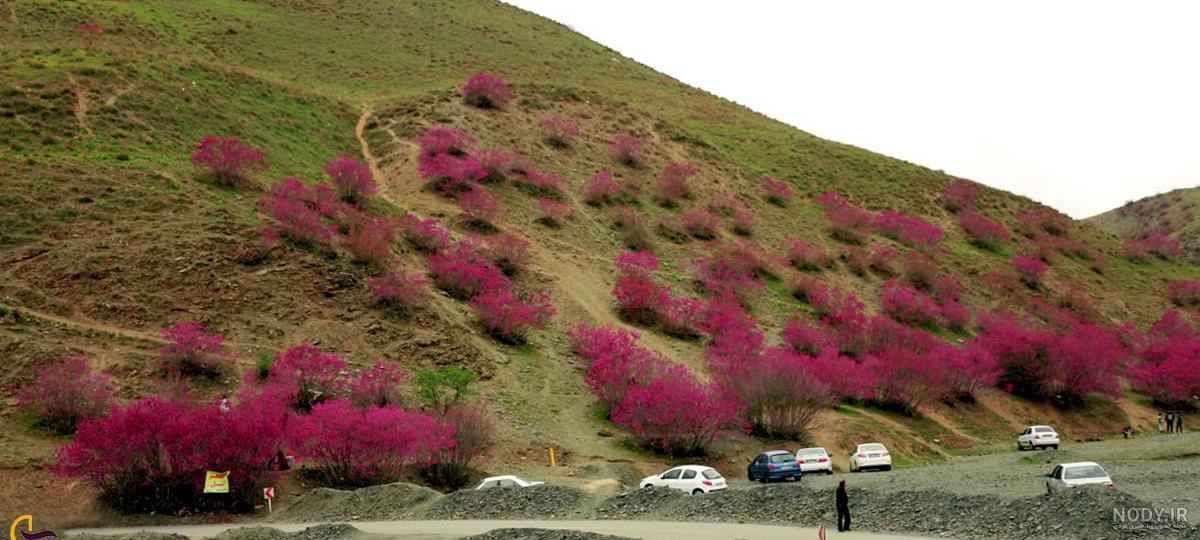 دره ارغوان مشهد | لذت تماشای شکوفه‌های ارغوان در دره‌ای سرسبز | ره ...