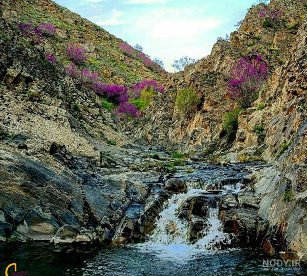 دره ارغوان مشهد | لذت تماشای شکوفه‌های ارغوان در دره‌ای سرسبز | ره ...