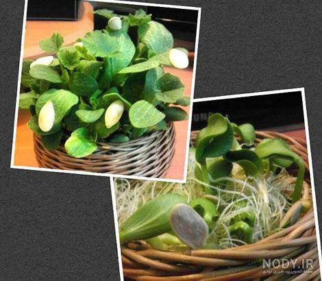 روش کاشت سبزه تخم کدو با چند روش جذاب - آل مگ