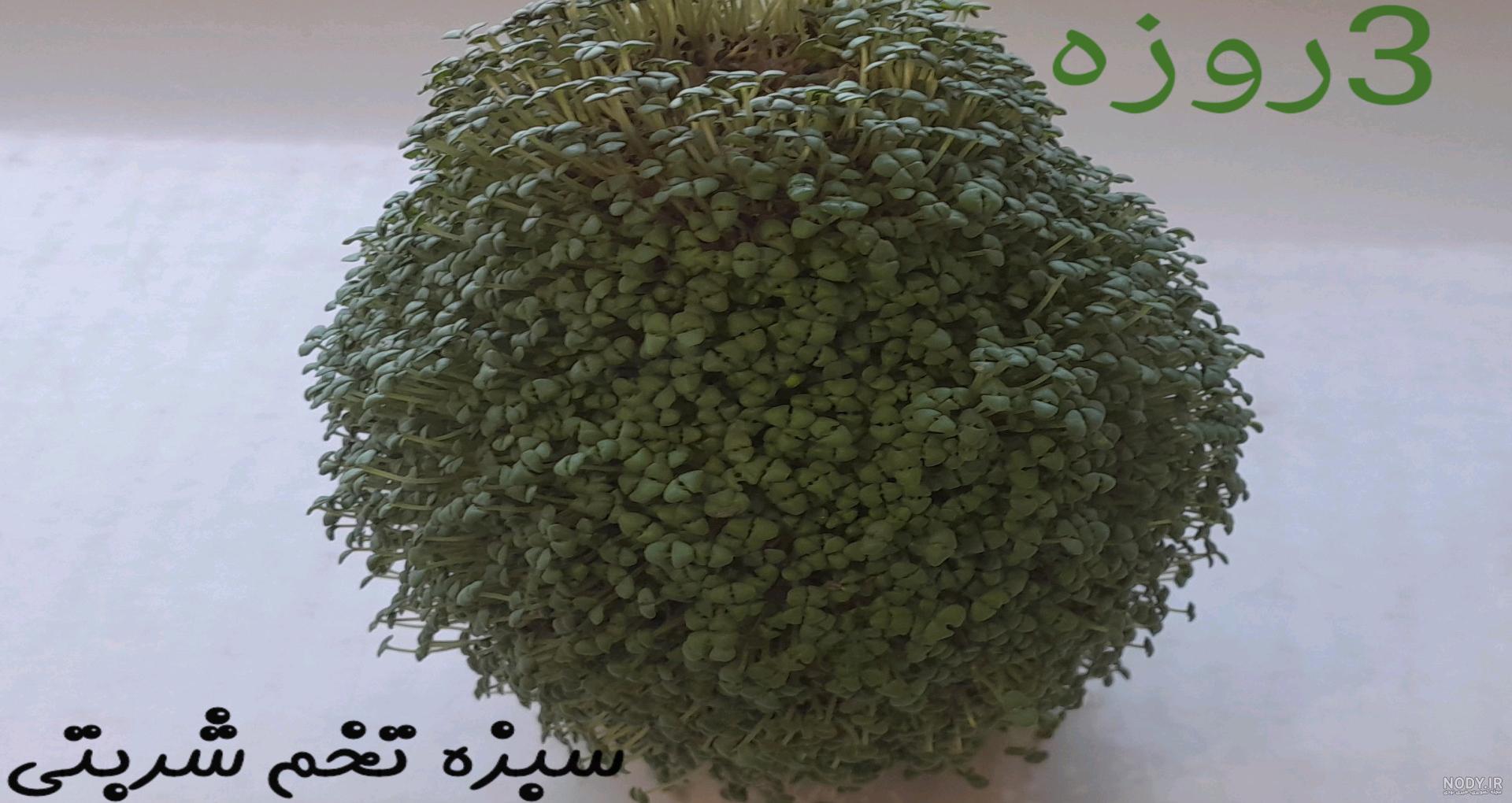 سبزه عید با تخم شربتی + روش کاشت مرحله به مرحله تخم شربتی برای ...