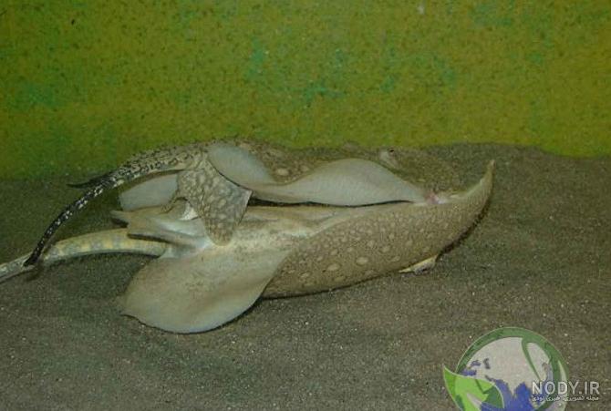 عکس سفره ماهی وحشی