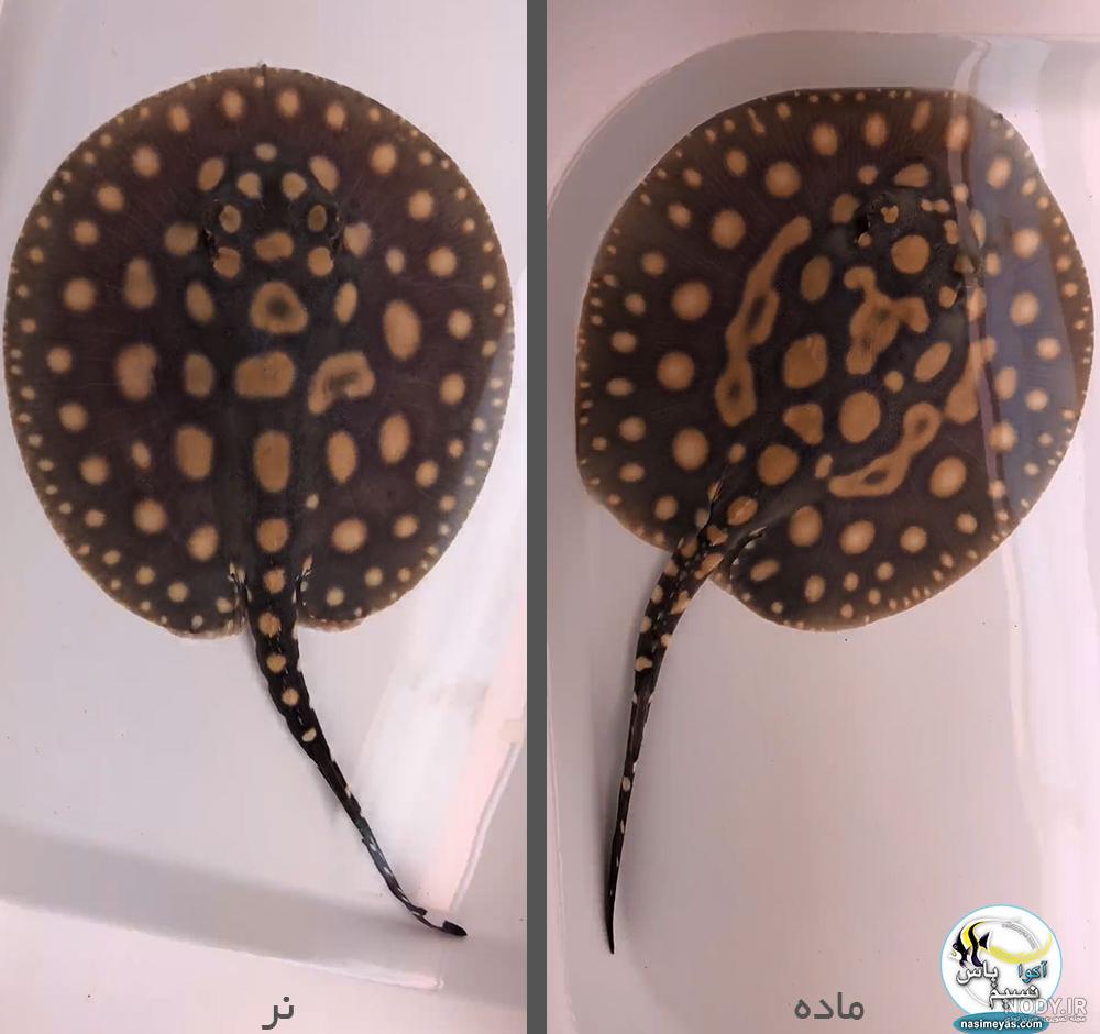 عکس سفره ماهی وحشی