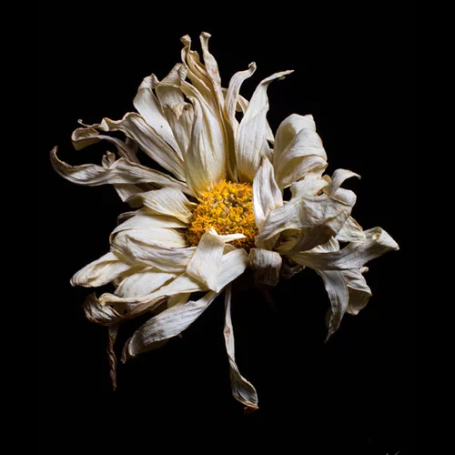 عکس گل پژمرده برای پروفایل + تصاویر غمگین از گل های زیبا