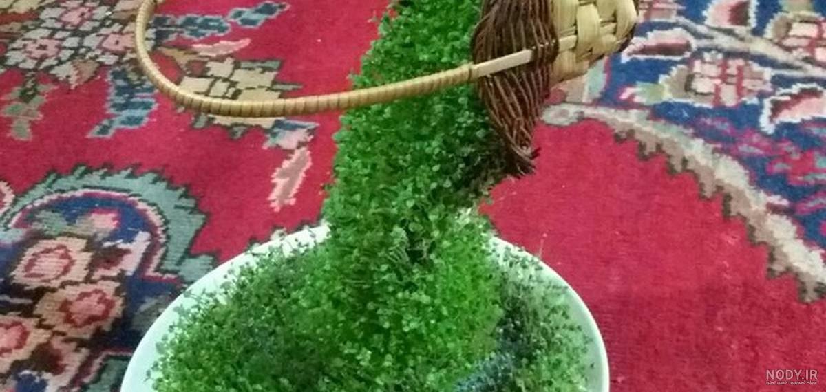 کاشت سبزه تخم شربتی برای عید نوروز - ستاره