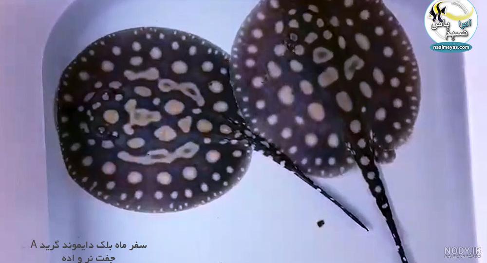 کوسه ها و سفره ماهی ها