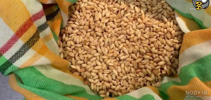 6 آموزش سبزه گندم پرپشت در تنگ، خاک، خاک ژله ای و فوری | مجله کوروش