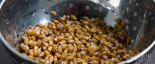 آموزش سبزه گندم برای سفره هفت سین و عید نوروز