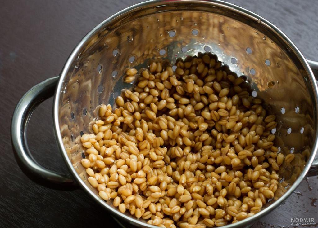 آموزش سبزه گندم برای سفره هفت سین و عید نوروز